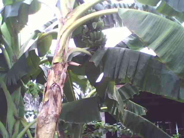 Pohon pisang. (Foto: dokumentasi pribadi)