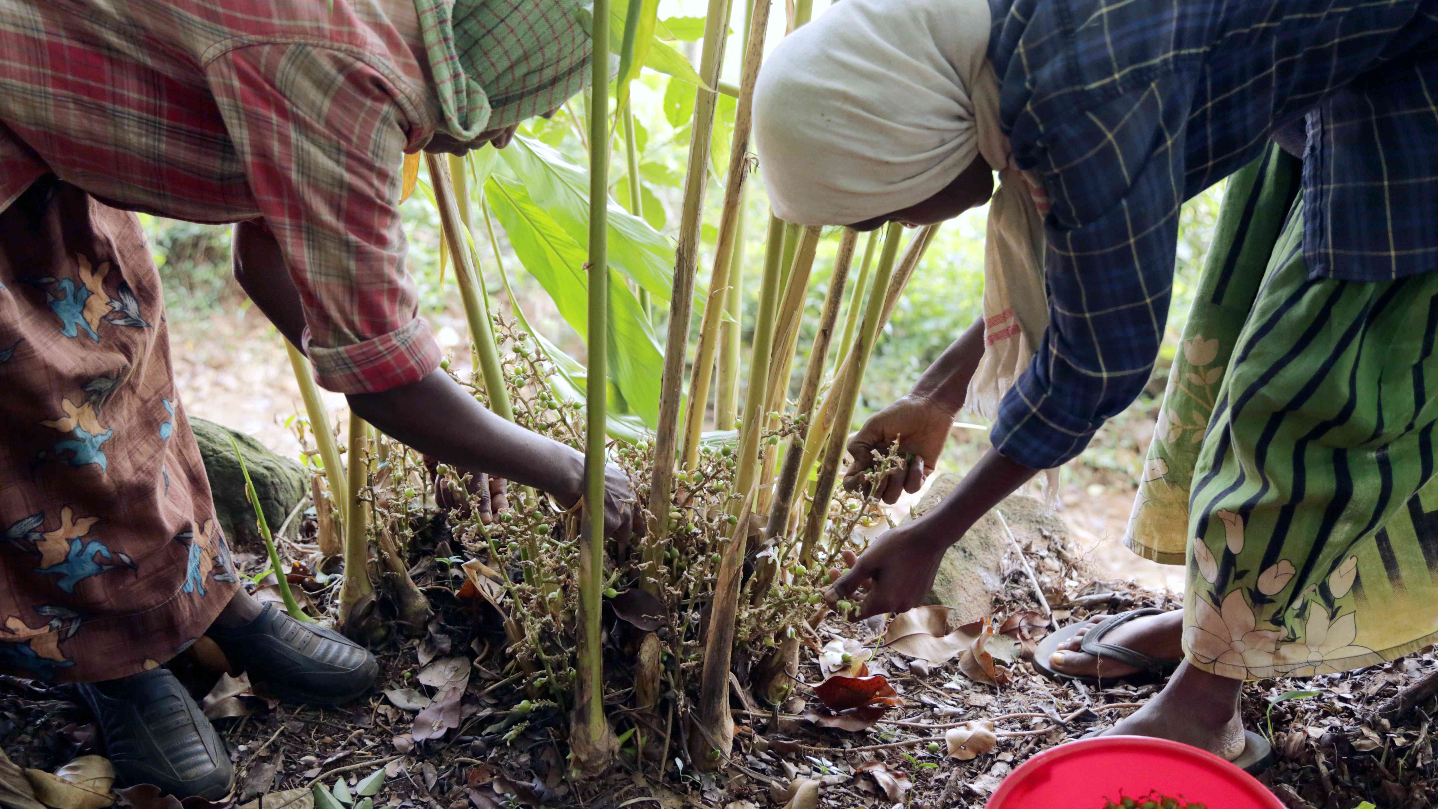 Agroforestri: Panduan Meningkatkan Produktivitas Tanaman Dan Kesuburan ...