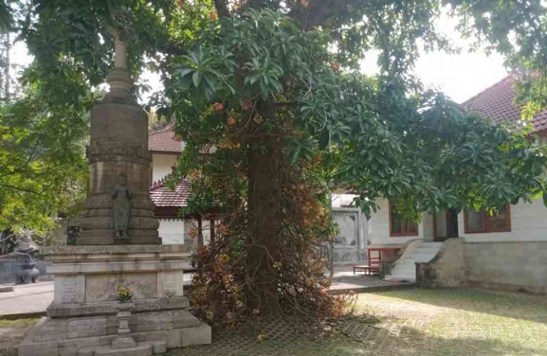 Pohon bodhi - ficusreligiosa. | Dokumen pribadi 