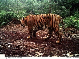 Harimau sumatra di konsesi hutan tanaman. Jika tidak ada upaya pelestarian yang inovatif, sangat rentan perburuan. (Foto: Rudi Krisdiawadi/APP SInar M