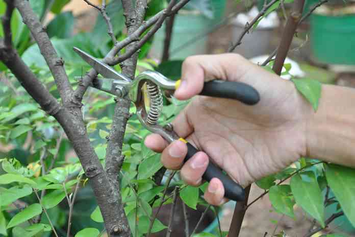 Pemangkasan TKD 2026,Dinas PUPR Palangka Raya Sesuaikan Prioritas Jalan dan Drainase