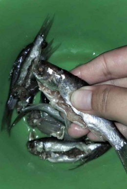 Gambar 5. Ikan dan Garam/Dok pribadi