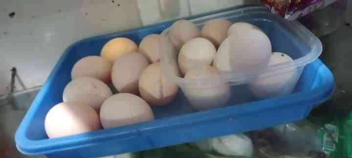 Telur ayam sebagai manfaat ekonomi dalam keluarga (Dok. Pribadi)