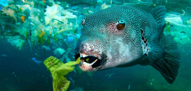 Hakai Magazine/Paulo Oliveira and Alamy Stock Photo