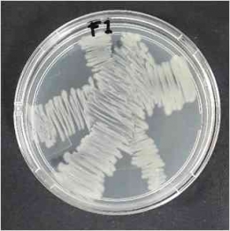 Koloni bakteri Bacillus sp. Foto Dokumentasi: Dr. Rahayu F. W. Putrie.