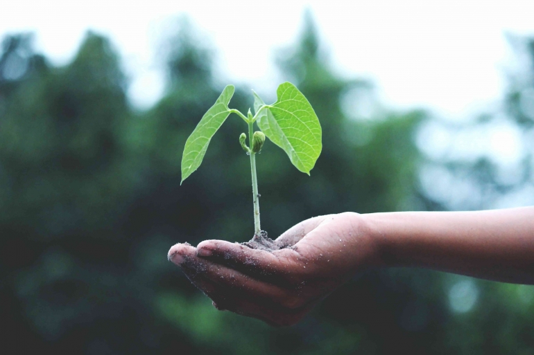 Sumber gambar: Photo by Akil  Mazumder: https://www.pexels.com/photo/person-holding-a-green-plant-1072824/ 