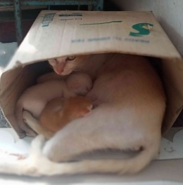 Kucing sedang menyusui 2 anaknya (dokumen pribadi)
