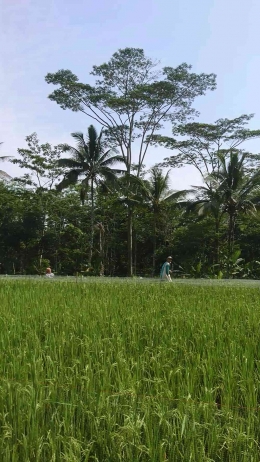 Petani melindungi padi dari burung pipit (dokpri)