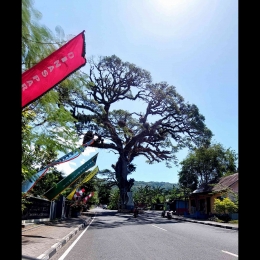 Pohon beringin nan cantik (foto: theodolfi)