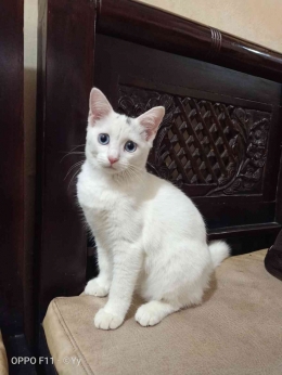 Mercy, kucing pertama yang hadir 7 Juli 2019 | Foto dokumen pribadi 