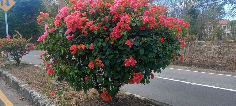 Bunga Bougenvile berwarna-warni di musim panas (dok. pribadi)