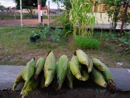 Hasil panen jagung di pekarangan.  Foto: Dokumentasi pribadi