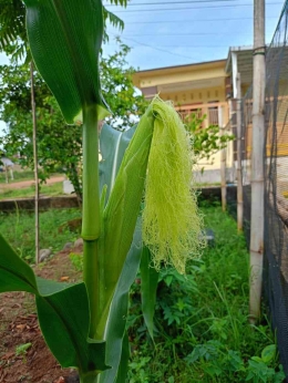 Tanaman jagung dipekarangan.    Foto: Dokumentasi pribadi