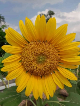 simetri pada bunga matahari. sumber: doc.pribadi