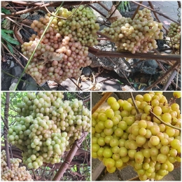 Ranumnya anggur hutan di Sam Poo Kong (Dokumentasi pribadi)