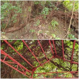 Pangkal dan penyangga tumbuhan rantai di Sam Poo Kong (Dokumentasi pribadi)