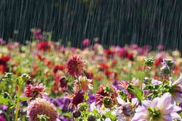 Ilustrasi hujan membasahi bunga (sumber: pendoa sion)