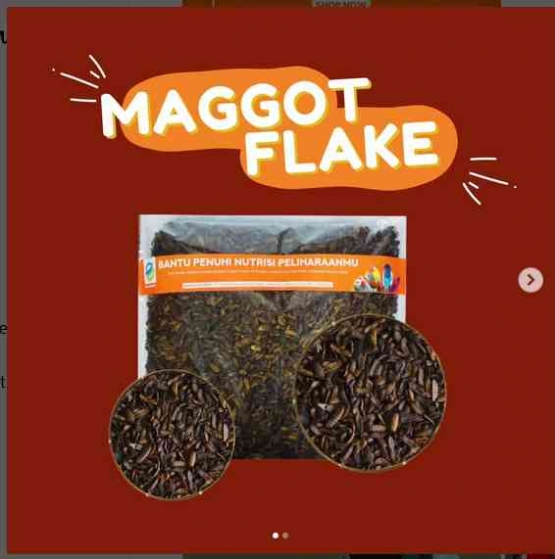 Maggot (belatung) BSF yang dikeringkan untuk pakan ikan & hewan peliharaan | Foto: akun Instagram @mrmaggotbsf