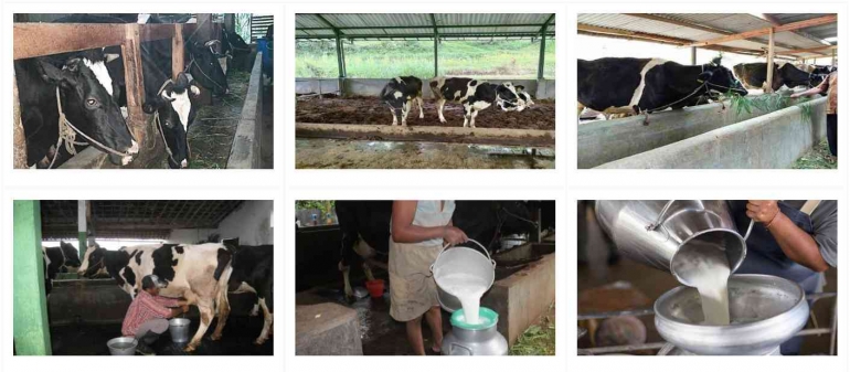 Visual peternakan sapi perah Dusun Brau Desa Gunungsari (Sumber: Internet)