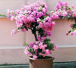 Bunga kertas dalam pot yang cantik (dok foto: juragankertas.com)