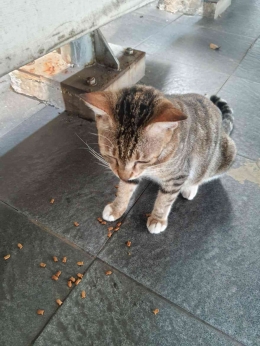 Kucing yang saya temui di Stasiun Karet (Sumber: Dokumen Pribadi)