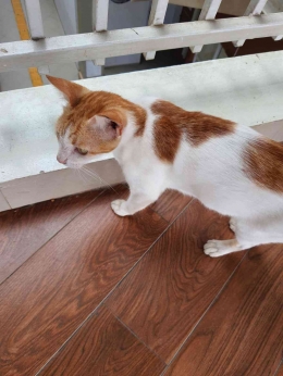 Kucing yang saya temui di Stasiun Kebayoran (Sumber: Dokumen Pribadi)