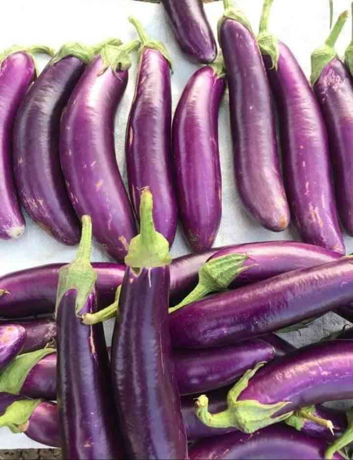Terong segar merupakan sayuran unggulan dalam masakan Asia (Dok. Pribadi)