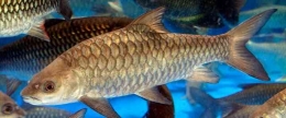 Ikan Batak | Sumber: sigotom-nauli.blogspot.com