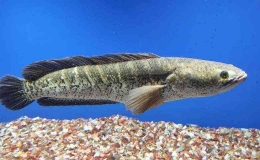 Ikan Gabus paling terkenal | Sumber: fishkeepingfolks.com