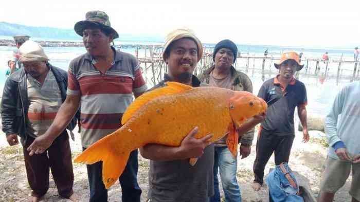 Ikan Mas seberat 15Kg yang tertangkap di Danau Toba | Sumber: Facebook/Juliarson Saragih
