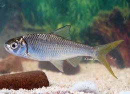 Ikan Bilis | Sumber: Fishbase.se/Simanjuntak, C.P.H.