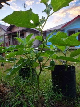 Penampakan tanaman terong lalapan di pekarangan. (Foto: Dokumentasi Pribadi/Rinaldi Syahputra)