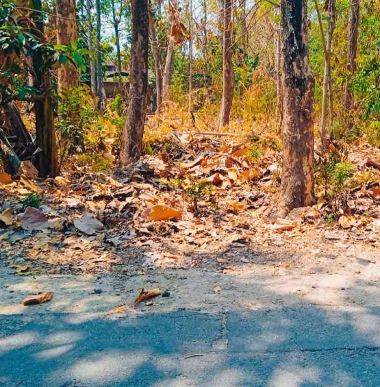 Sampah daun kering mudah terbakar (dokpri)Â