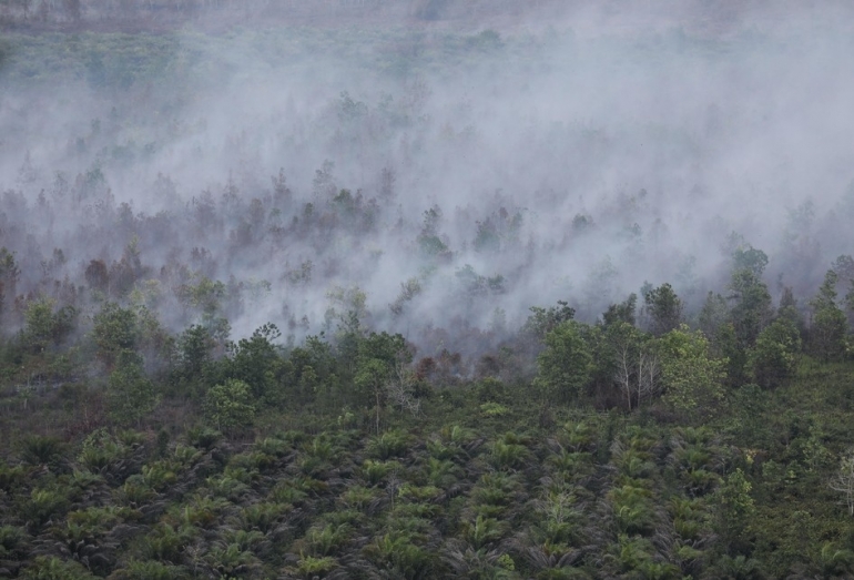 Asap terlihat keluar dari lahan gambut yang terbakar di kawasan hutan di Palangka Raya, Kalimantan Tengah, Senin (30/9/2019). Sumber: Kompas.com/Garry Lotulung