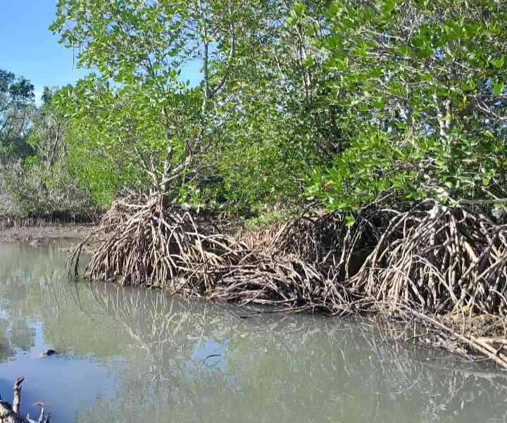 Mangrove di Kampung Toe, Jalan Poros Makassar Pare-pare, Dusun Pallambarae Desa Siddo, Kecamatan Soppeng Riaja, Kabupaten Barru (Dokpri/Subhan)