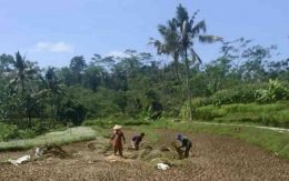 Petani kampung ku kala panen padi (dokpri)