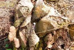 Ilustrasi: Pohon kelapa sawit Terkena Jamur Ganoderma (Irawan Abidin)