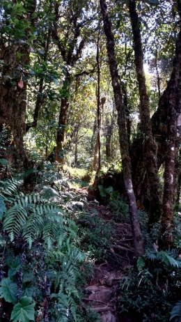 Hutan gunung Ungaran (DokPri)