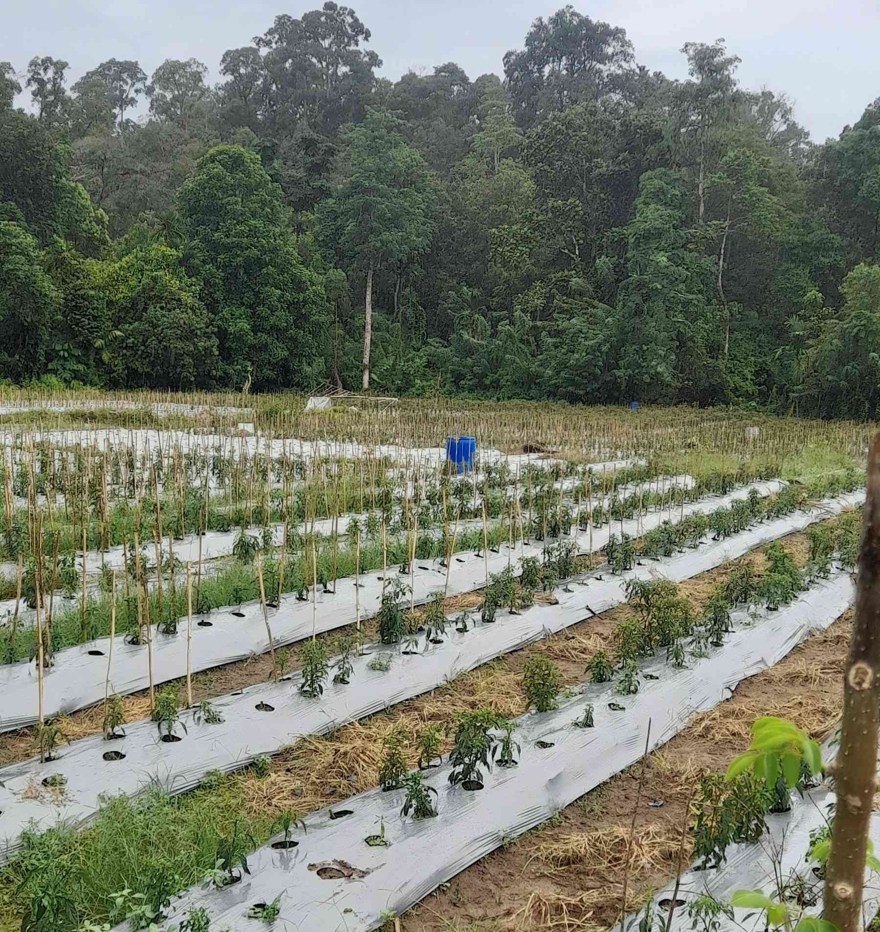 Mulsa Plastik, Jenis Dan Manfaatnya Bagi Tanaman Kita Halaman 1 ...