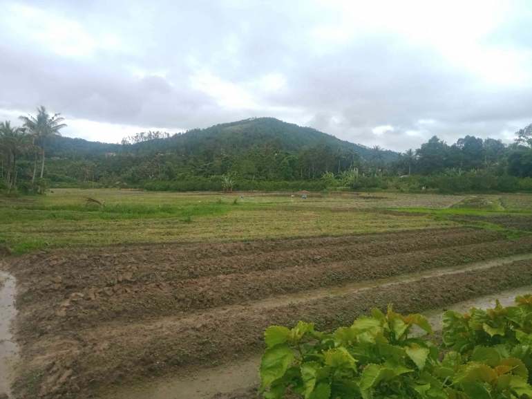 Lahan Pertanian di Nagari Talang Anau. Sumber: Dokumentasi Penulis, 2023.