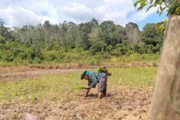 Petani di Desa Nanga Sayan semakin makmur berkat sistem pertanian terintegrasi 