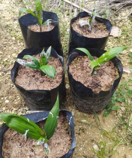 Ilustrasi: pembibitan kelapa sawit di main nursery (Irawan Abidin)