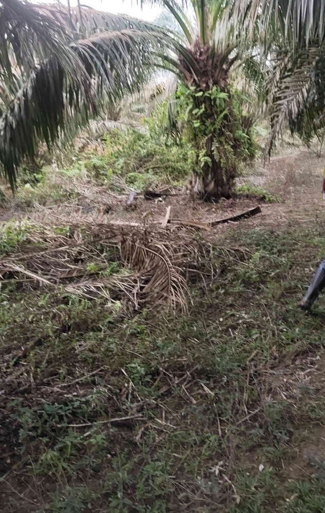 Ilustrasi: perkebunan kelapa sawit aktivitas panen (Irawan Abidin)