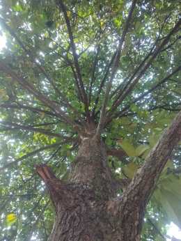Pohon manggis|dokpri