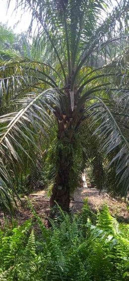 Ilustrasi:Pokok kelapa sawit yang tidak produktif (Irawan Abidin)