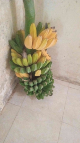 Panen pisang lagi (dokpri) 