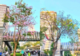 Pohon Tabebuya di Jalan Raya Sudirman, Jakarta | sumber: dokumentasi pribadi