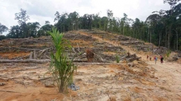 Hutan Kinipan yang diambil alih oleh perusahaan sawit hingga menimbulkan konflik agraria (sumber: Kompas.id/DIONISIU REYNALDO TRIWIBOWO)
