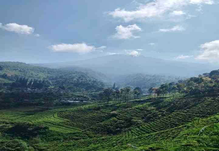 Pemandangan Perkebunan Teh Sirah Kencong Blitar (Dok. Pribadi)