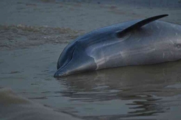 Ihttps://wtop.com/world/2023/10/more-than-100-dolphins-dead-in-amazon-as-water-hits-102-degrees-fahrenheit/nput sumber gambar